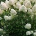Hortensia paniculata Phantom C5